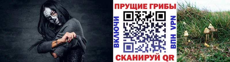 где продают   Устюжна  Галлюциногенные грибы мицелий 